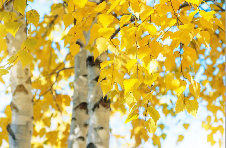 MF041 Wall décor art photographic on canvas botanical autumn leaves